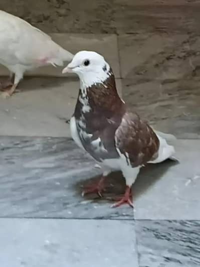 fancy pigeon
