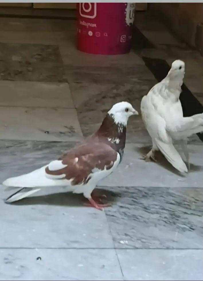 fancy pigeon 1