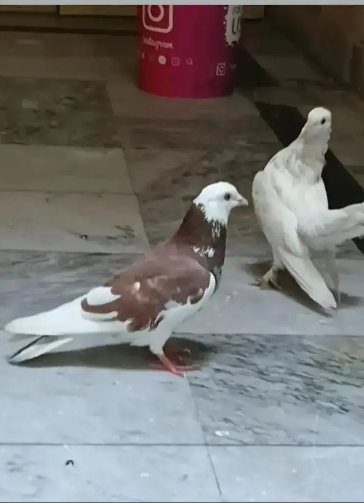 fancy pigeon — photo 2
