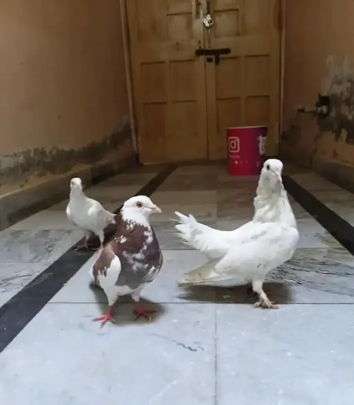 fancy pigeon — photo 3