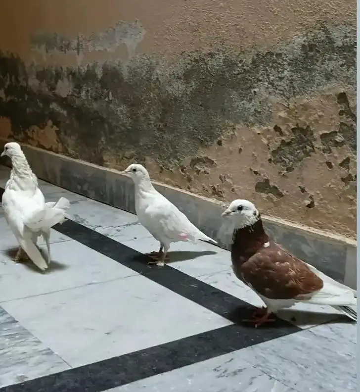 fancy pigeon — photo 4