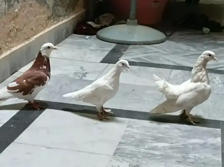 fancy pigeon — photo 5