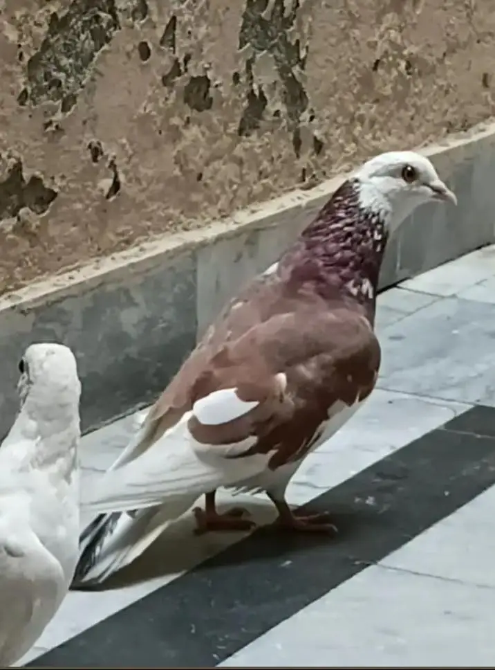 fancy pigeon — photo 6