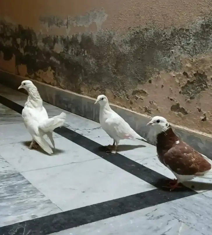 fancy pigeon — photo 7
