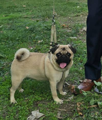 Pug female
