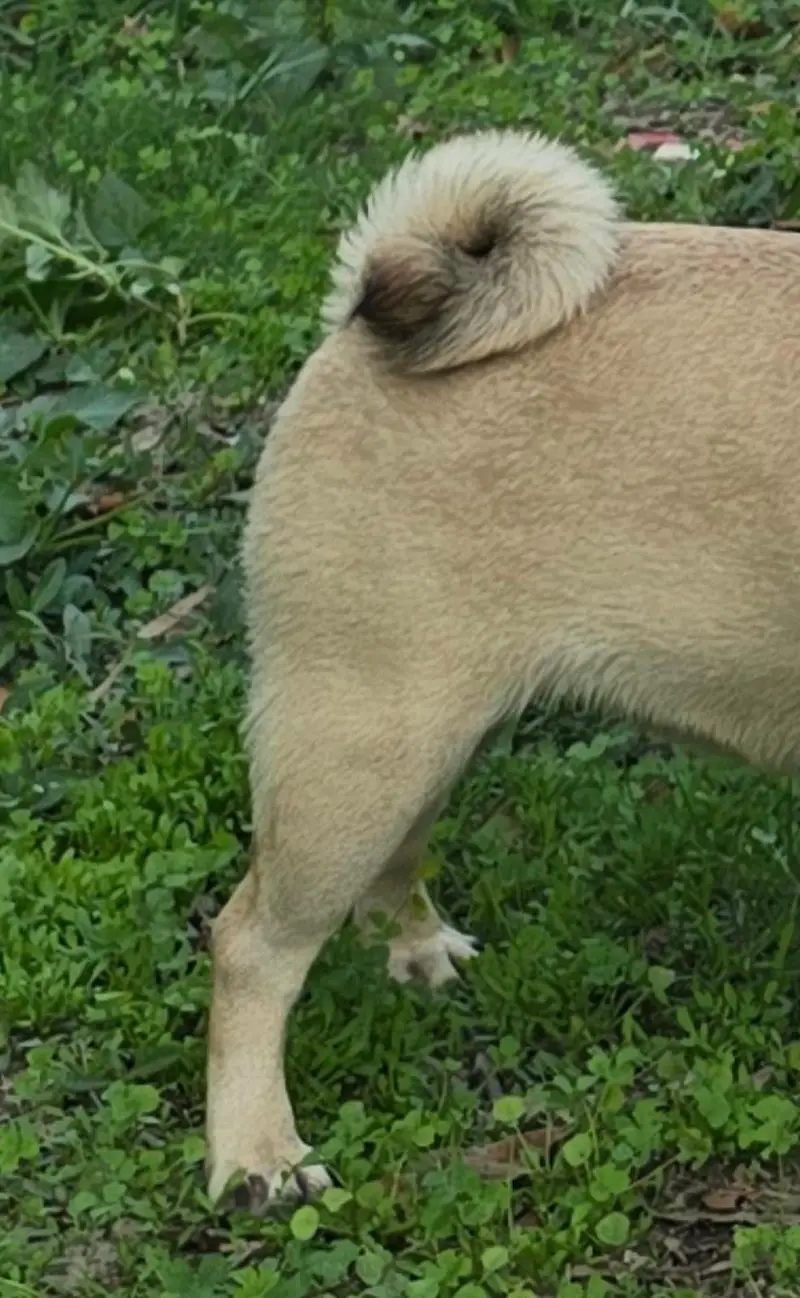 Pug female — photo 2