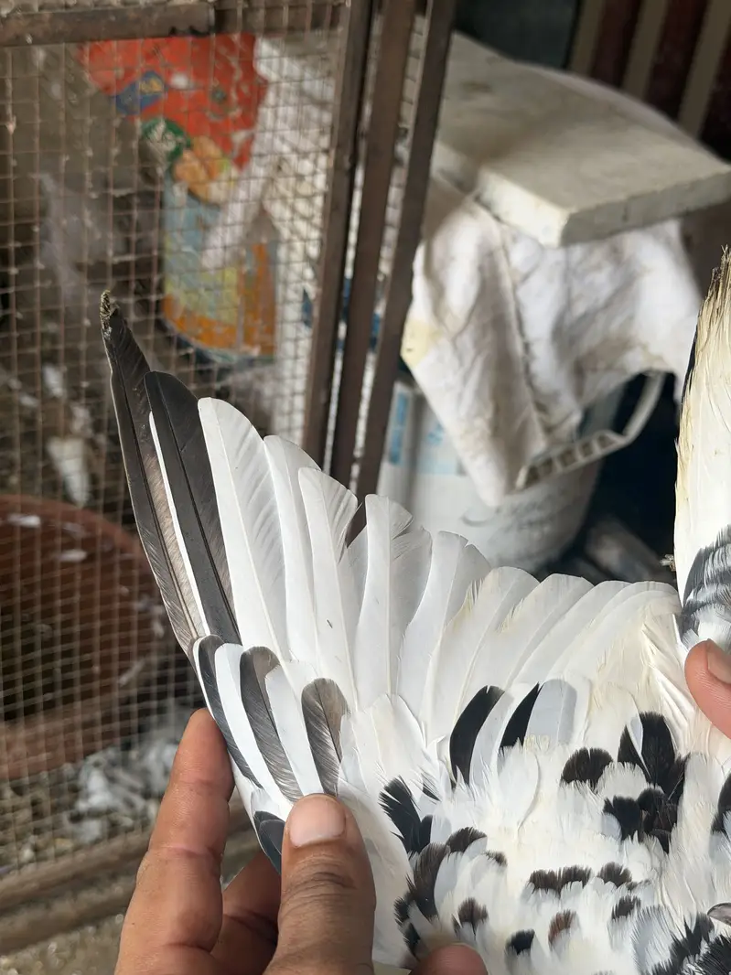 Kalay Mau wala — photo 5