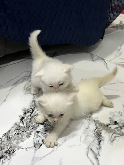 Persian Kittens Available For Sale Fluffy & Playful Home Breed