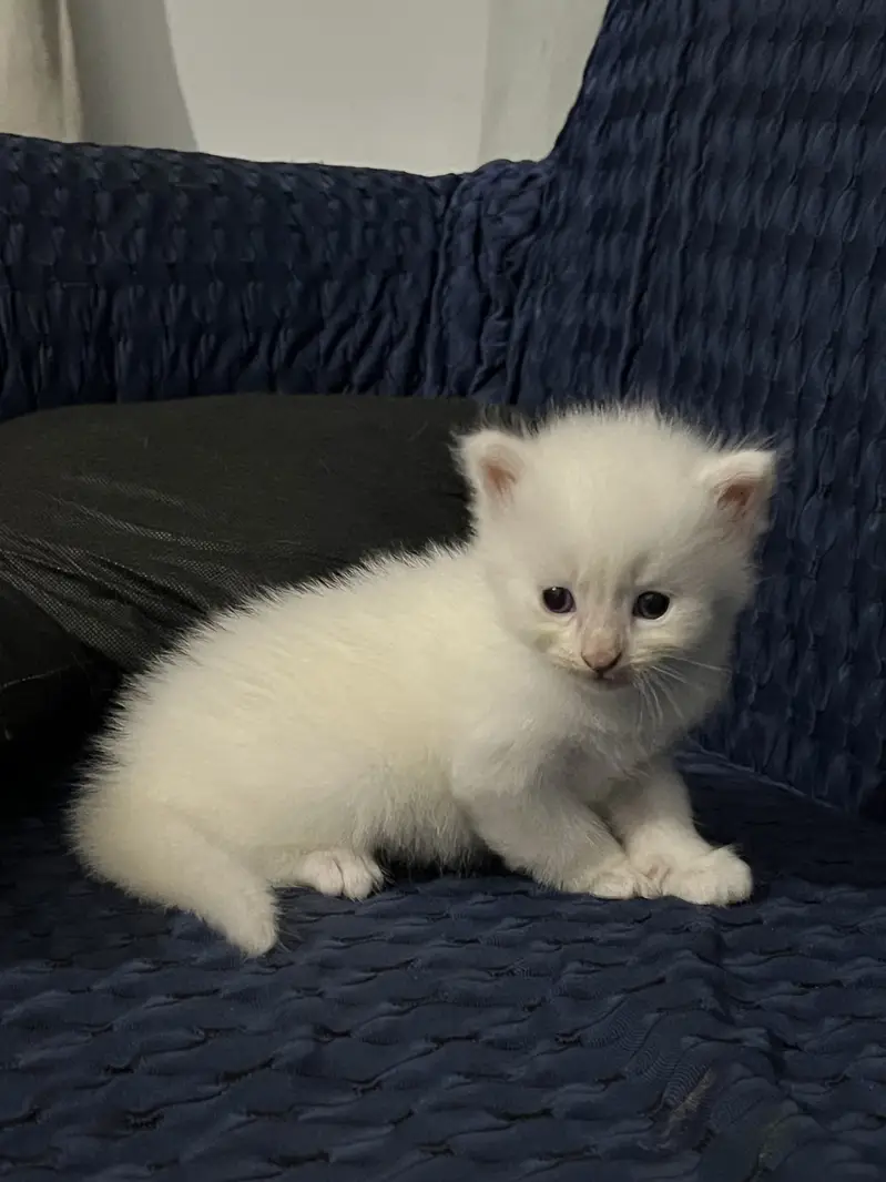 Persian Kittens Available For Sale Fluffy & Playful Home Breed — photo 2