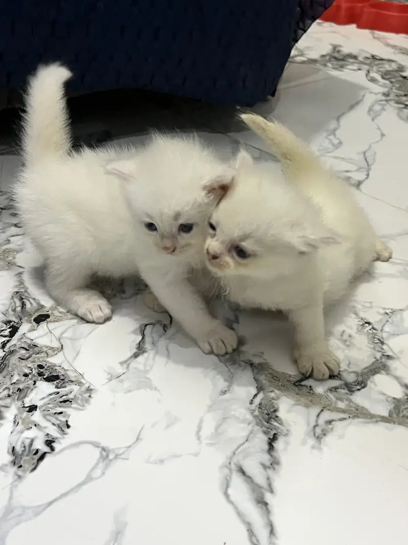 Persian Kittens Available For Sale Fluffy & Playful Home Breed — photo 3