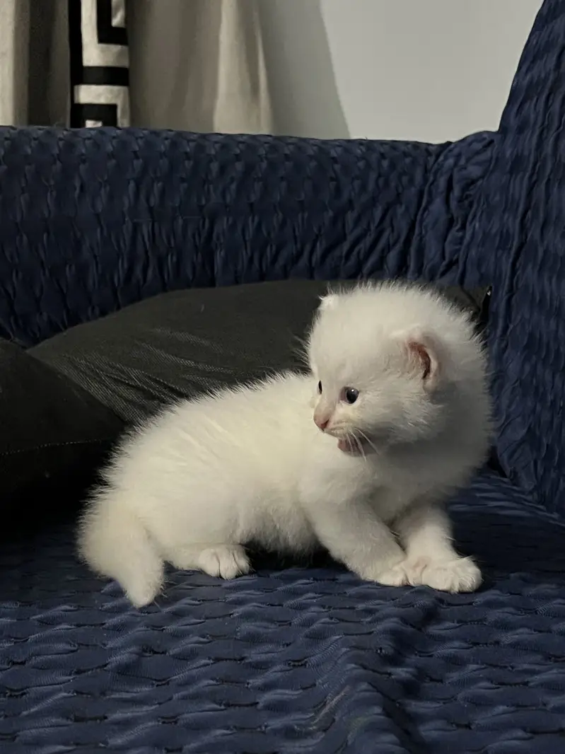 Persian Kittens Available For Sale Fluffy & Playful Home Breed — photo 4