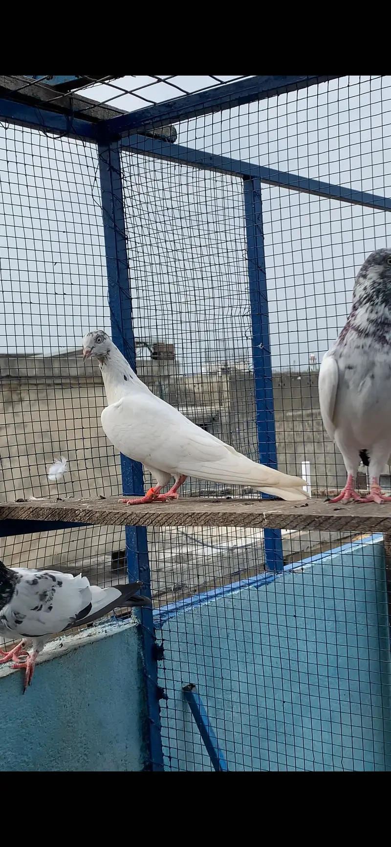 Highflying 5 baby pigeons Quality birds (8 pcs) — photo 6