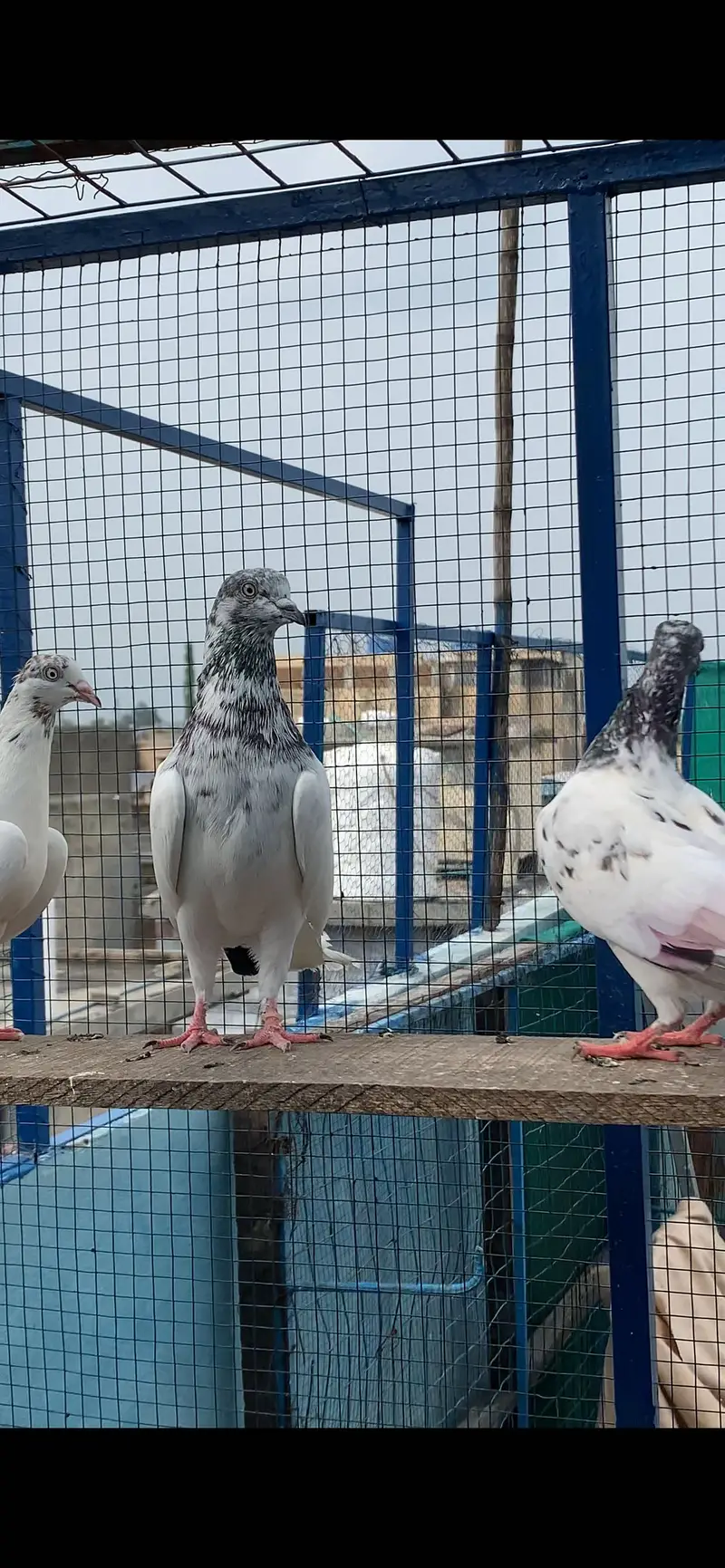 Highflying 5 baby pigeons Quality birds (8 pcs) — photo 7