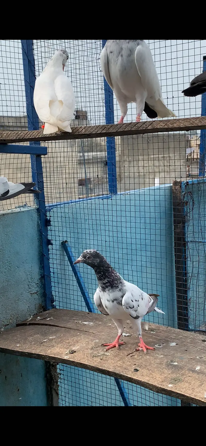 Highflying 5 baby pigeons Quality birds (8 pcs) — photo 11