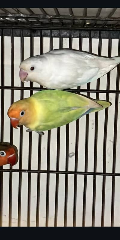 Pastelino and albino female with dna