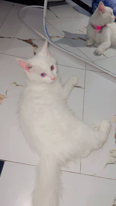 Persain cat for sale
