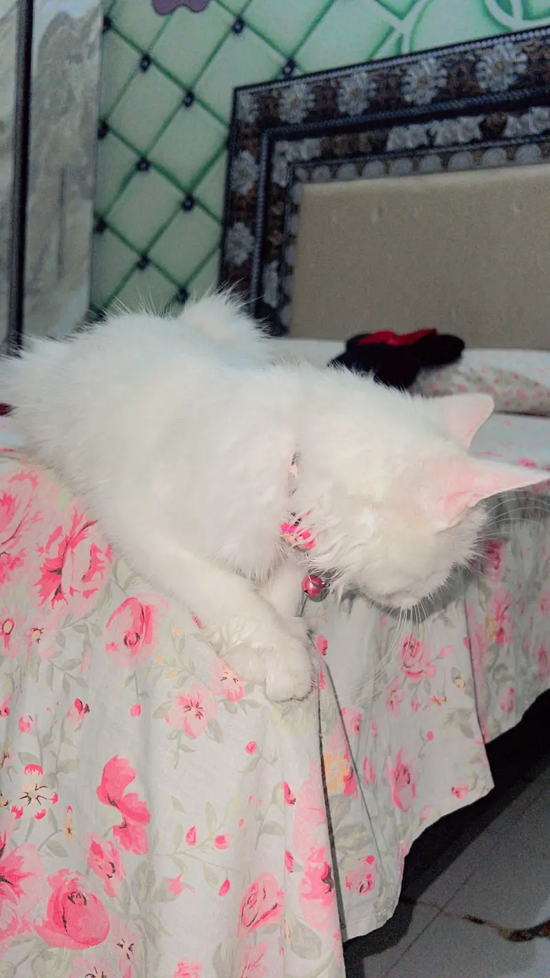 Persain cat for sale — photo 2