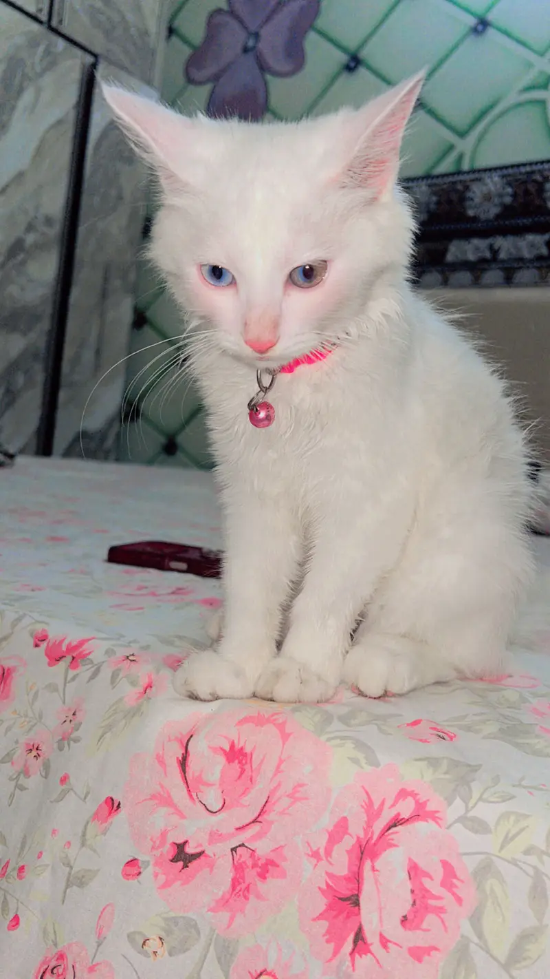 Persain cat for sale — photo 3