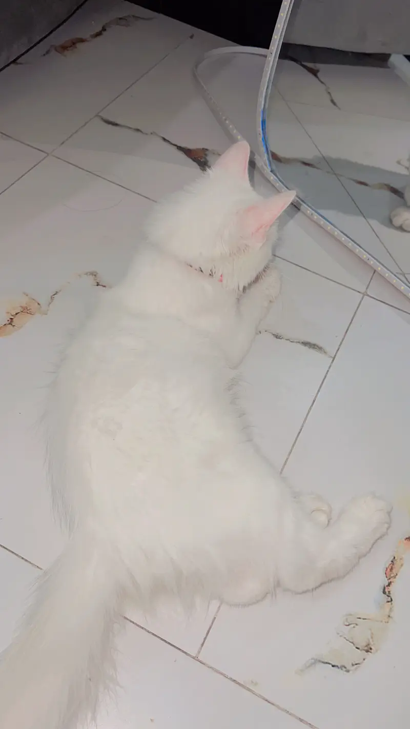 Persain cat for sale — photo 4