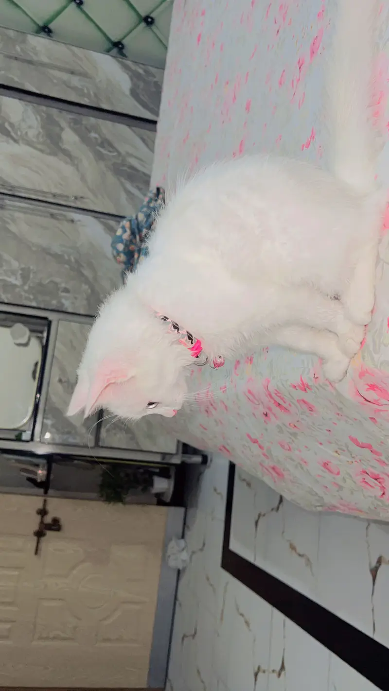 Persain cat for sale — photo 5