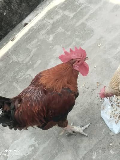 cock desi