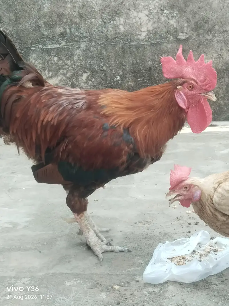 cock desi — photo 2