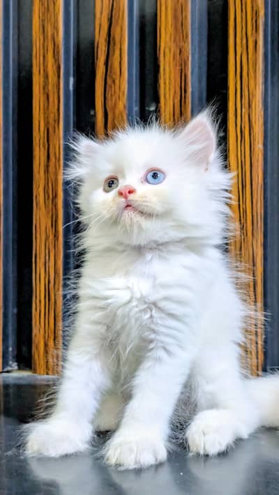 Triple coated Persian kitten