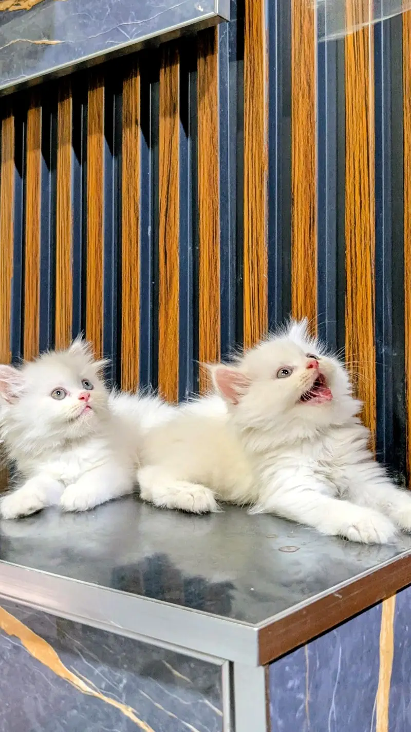 Triple coated Persian kitten — photo 2