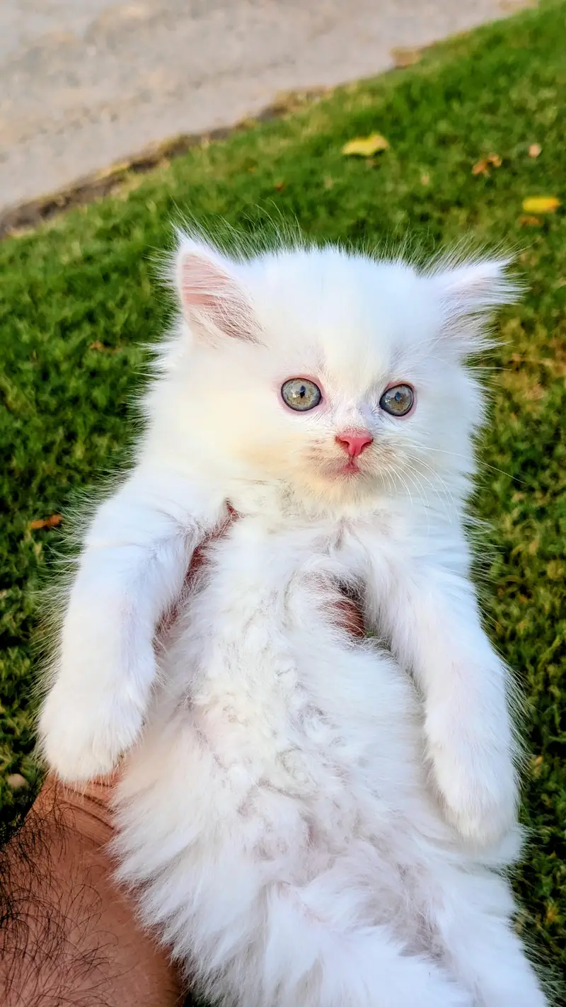 Triple coated Persian kitten — photo 3