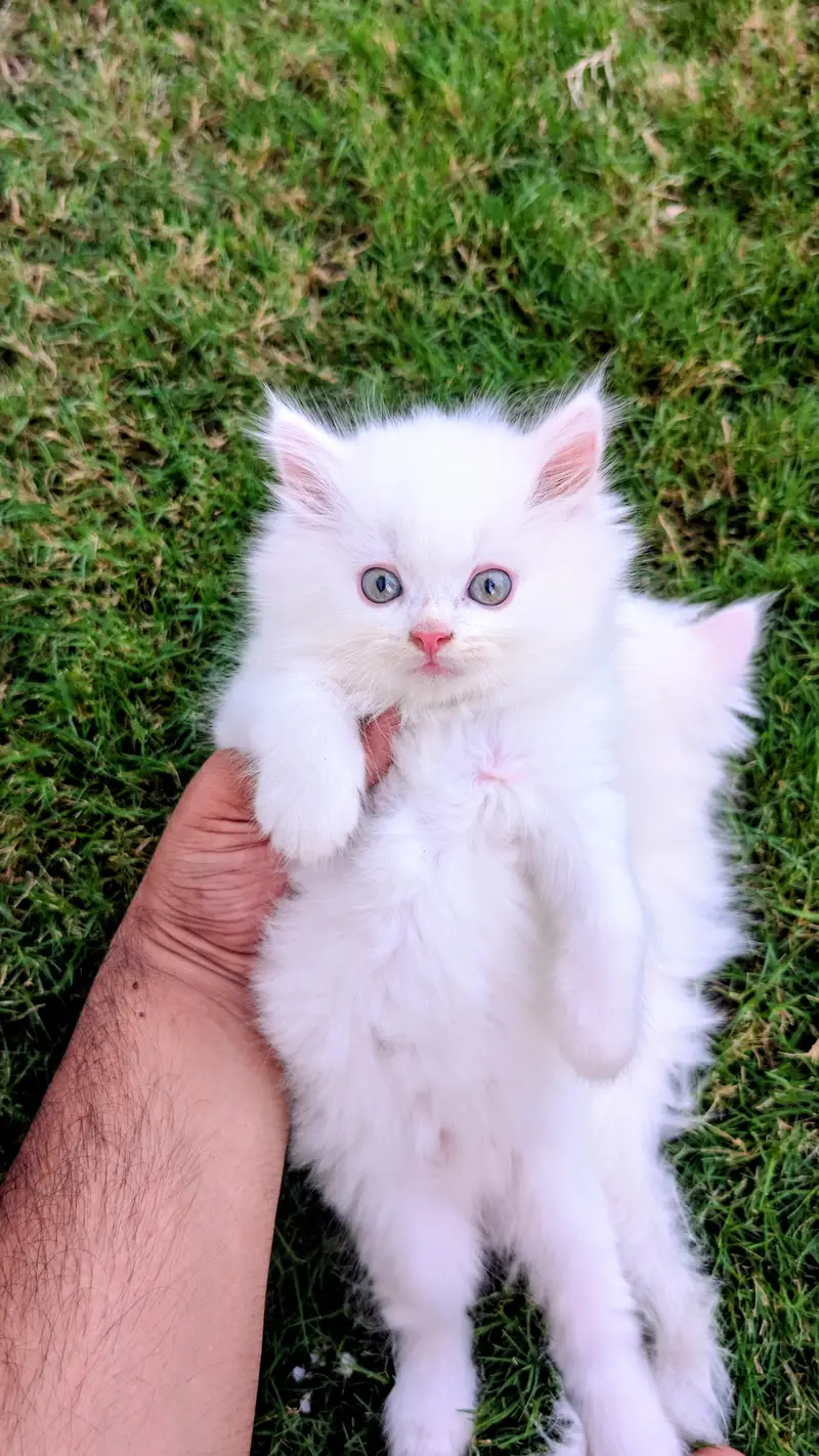 Triple coated Persian kitten — photo 4