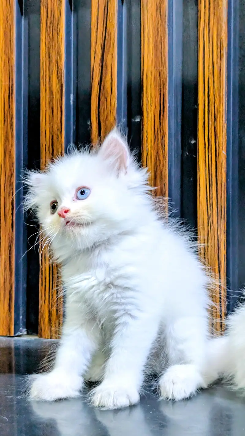 Triple coated Persian kitten — photo 5