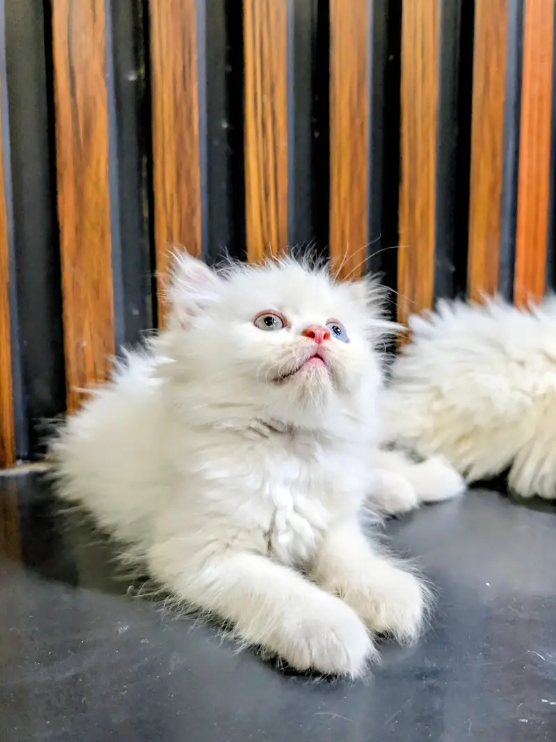 Triple coated Persian kitten — photo 6