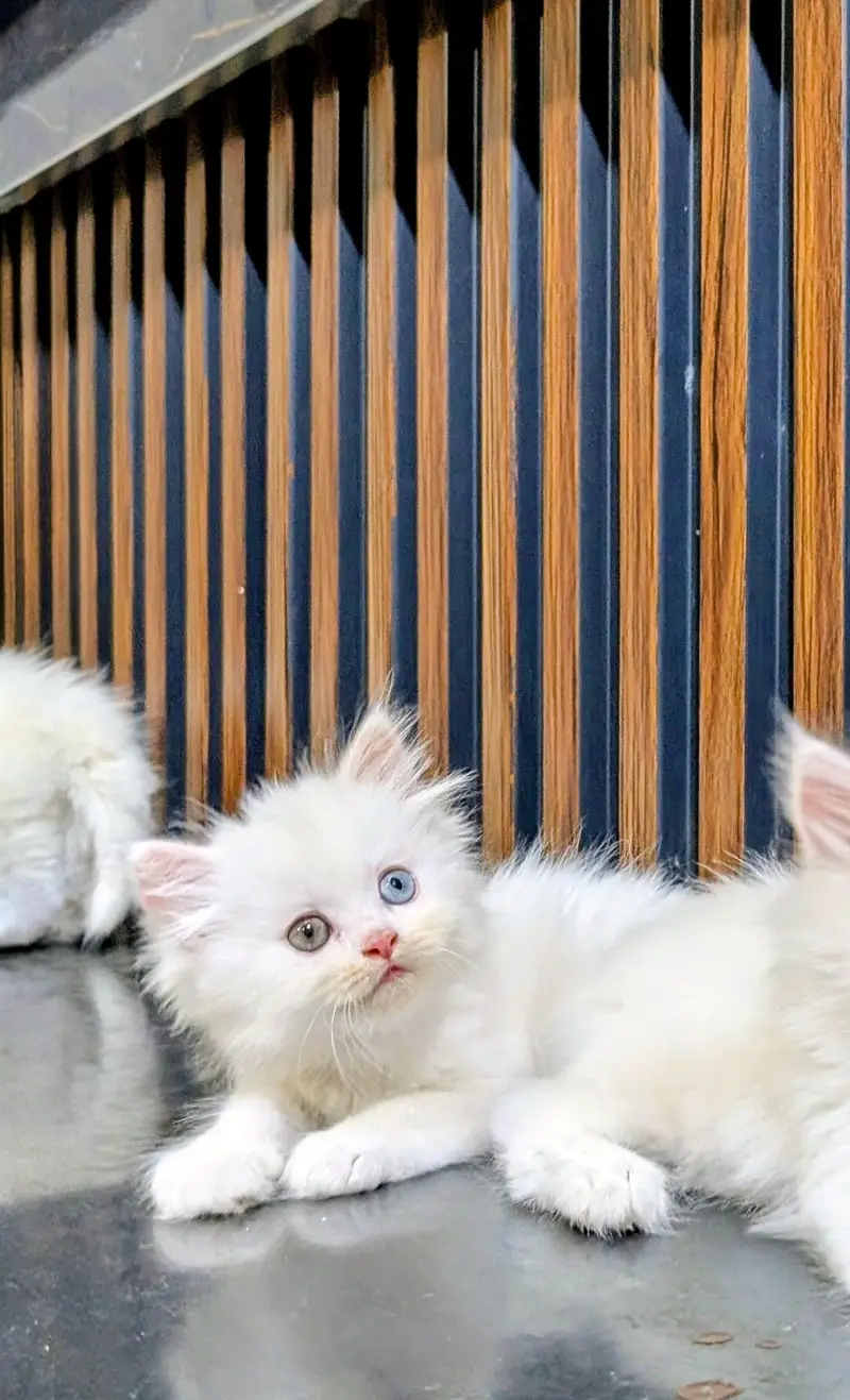 Triple coated Persian kitten — photo 7