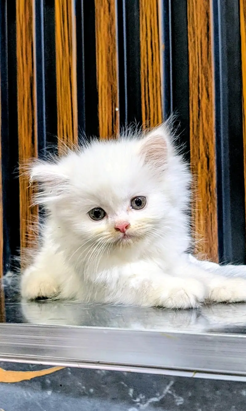 Triple coated Persian kitten — photo 8
