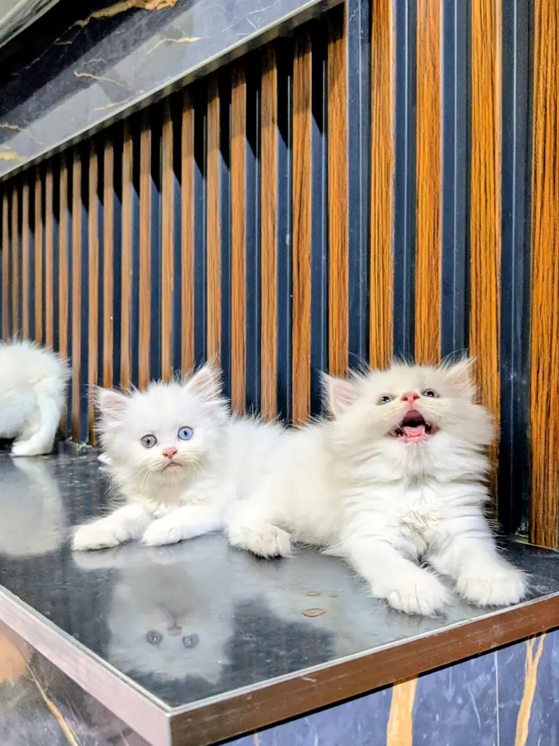 Triple coated Persian kitten — photo 9