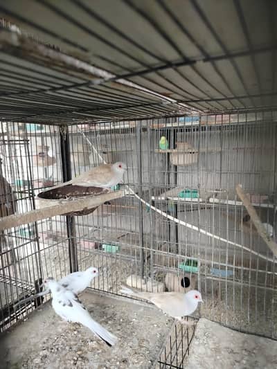 2 breeder pair