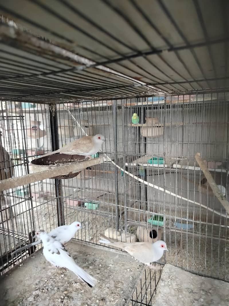 2 breeder pair 0