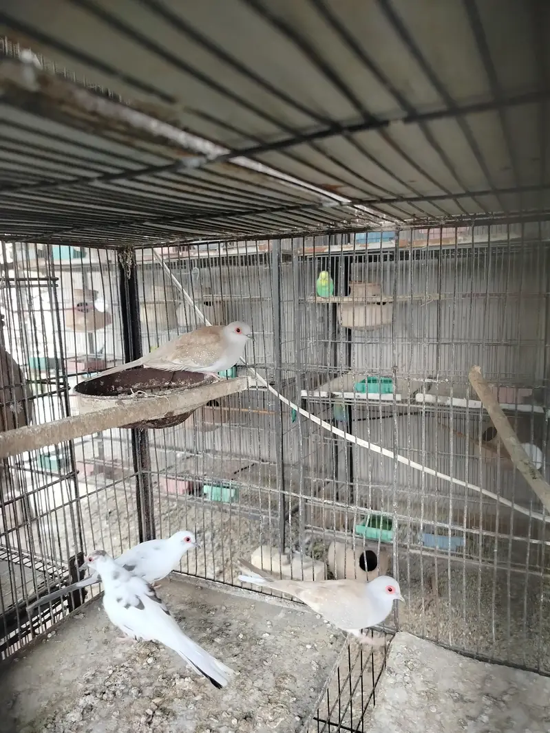 2 breeder pair