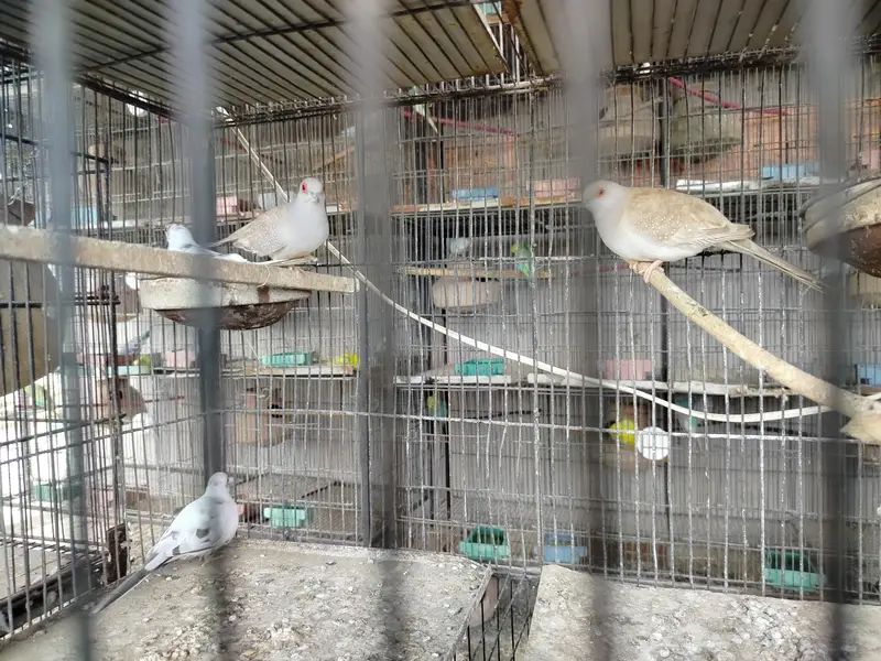 2 breeder pair — photo 2