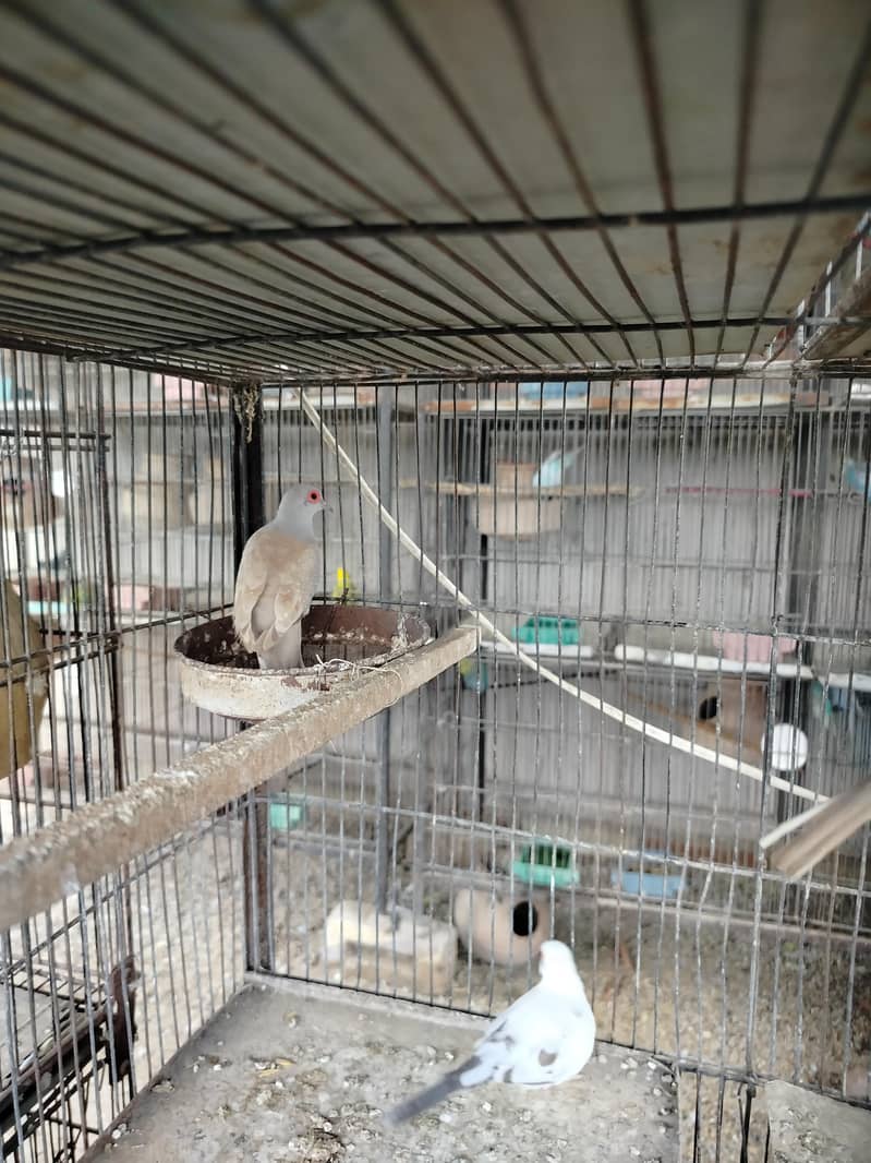 2 breeder pair 2