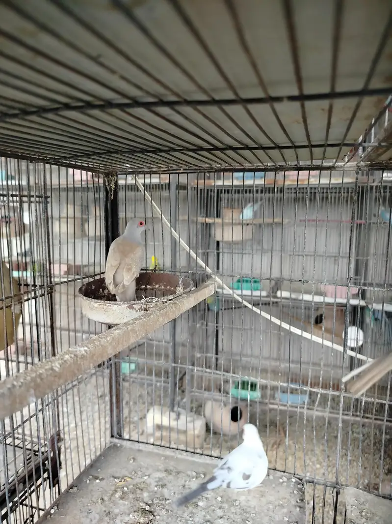 2 breeder pair — photo 3