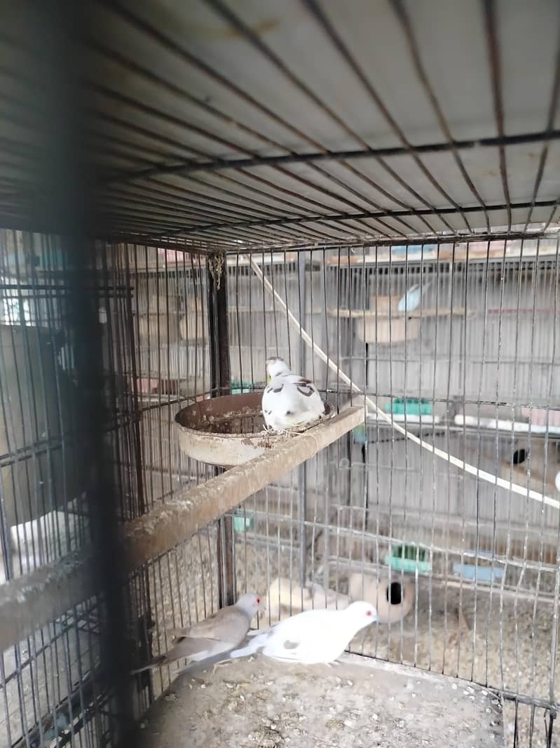 2 breeder pair 3