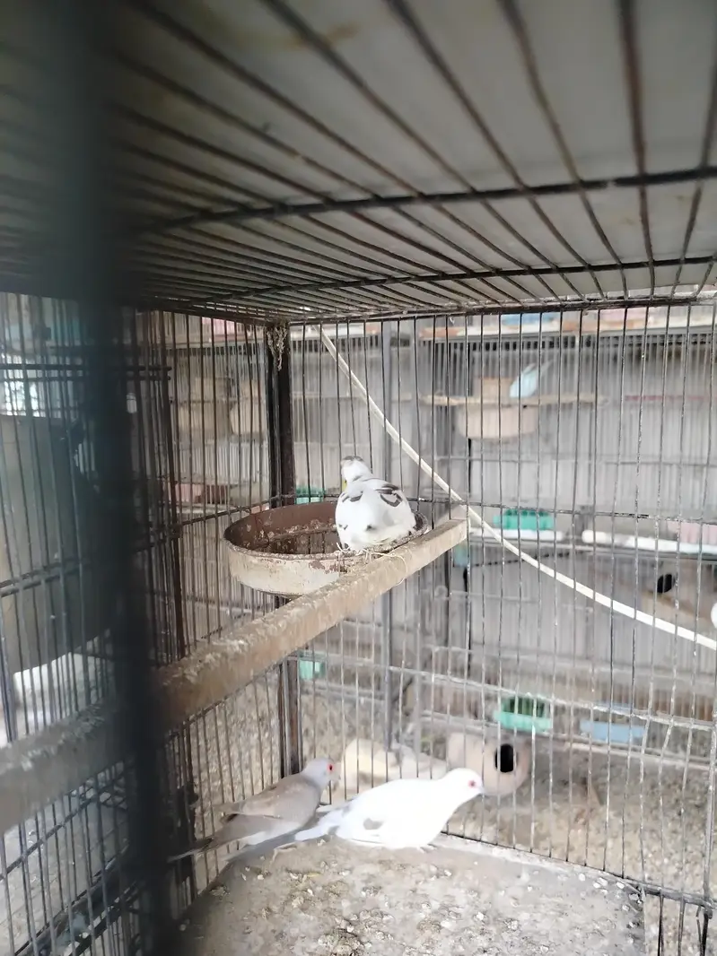 2 breeder pair — photo 4