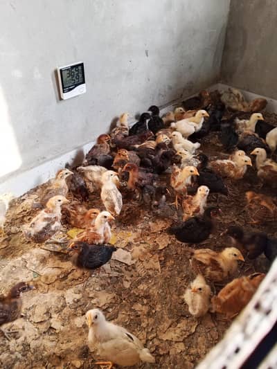 sale sale sale Desi golden misri chicks for sale