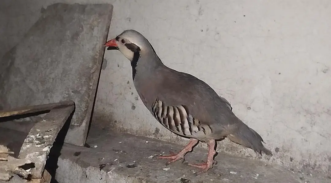 chacor breeder male
