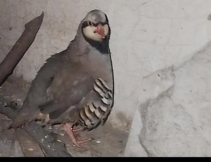 chacor breeder male — photo 3