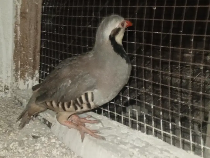 chacor breeder male — photo 4