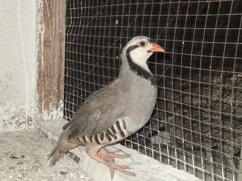 chacor breeder male — photo 5