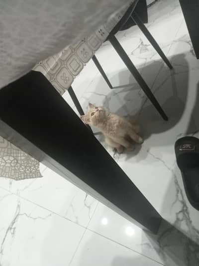 Kitten for adoption only for cat lovers