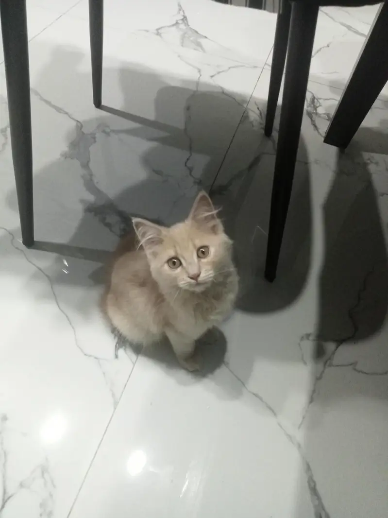Kitten for adoption only for cat lovers — photo 2